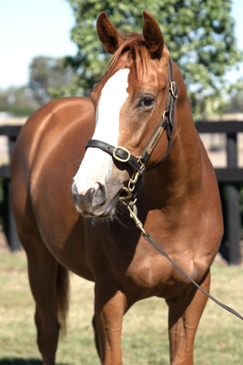 Lot 771: Tagaloa / Auclert