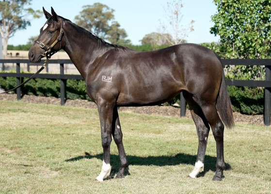 Lot 131: Toronado (IRE) / Isola Comacina (NZ)