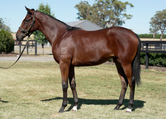 Lot 193: Toronado (IRE) / Mercy May
