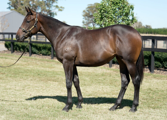 Lot 254: Brazen Beau / Passionate Lass