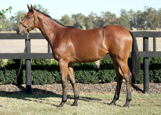 Lot 359: Pierata / Special Diva