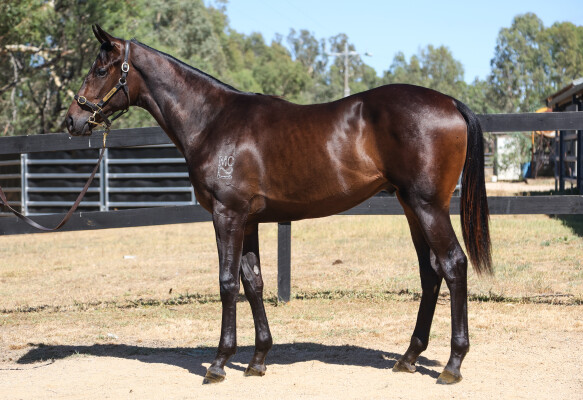 Lot 608: So You Think (NZ) / French Response
