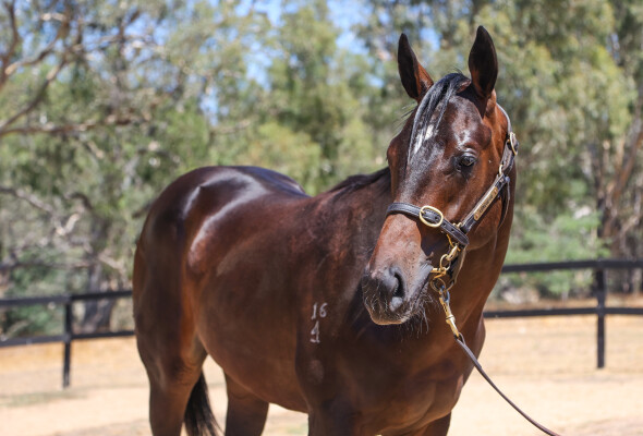 Lot 713: Grunt (NZ) / Single Tonite