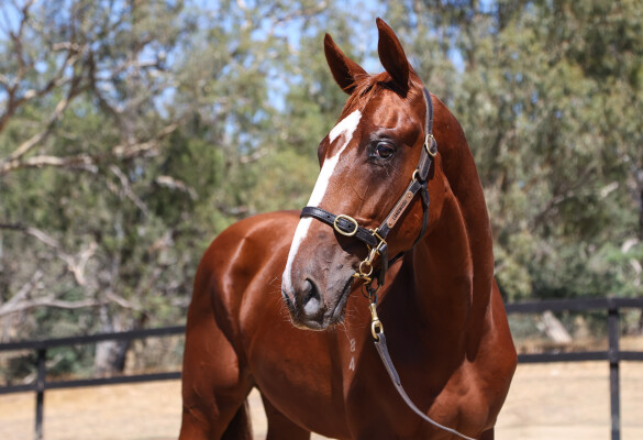 Lot 777: Justify (USA) / Bella Sorellastra
