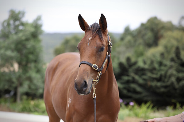 Lot 801: Jacquinot / Clover Beat