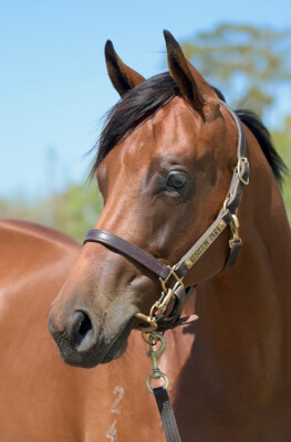 Lot 46: Farnan / Excess Love