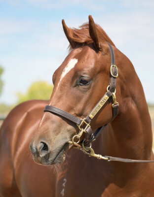 Lot 85: Harry Angel (IRE) / Golden Lustre