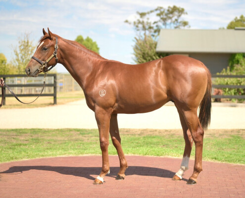 Lot 85: Harry Angel (IRE) / Golden Lustre