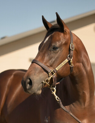 Lot 201: Home Affairs / Mintha