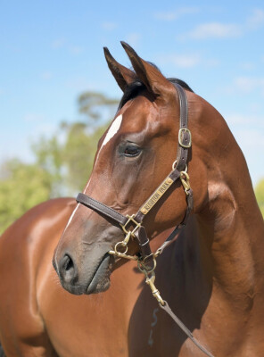 Lot 362: Toronado (IRE) / Spirits Dance