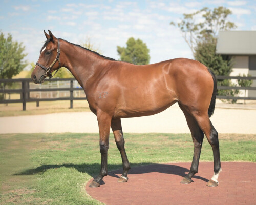 Lot 362: Toronado (IRE) / Spirits Dance