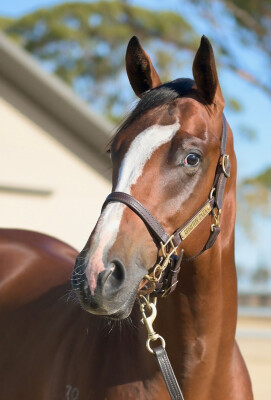 Lot 439: Exceed and Excel / Wayborn (NZ)