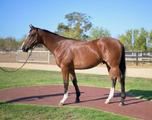 Lot 439: Exceed and Excel / Wayborn (NZ)