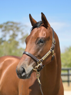 Lot 447: In the Congo / Yankees