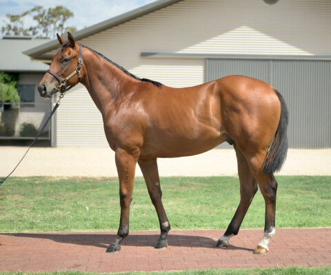 Lot 447: In the Congo / Yankees