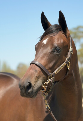 Lot 472: Wootton Bassett (GB) / Angelic Scent