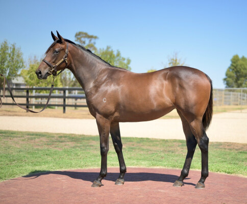 Lot 472: Wootton Bassett (GB) / Angelic Scent