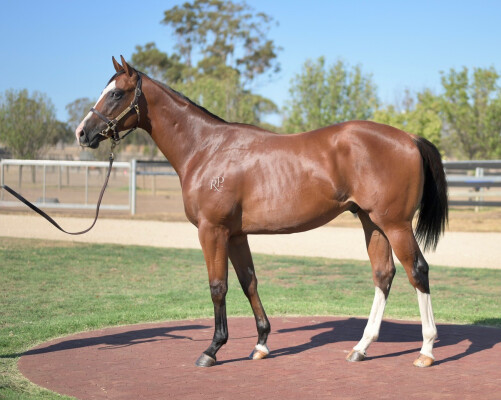 Lot 514: Nicconi / Best Suspect