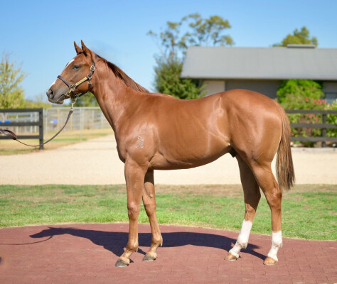 Lot 553: Capitalist / Charlety Star