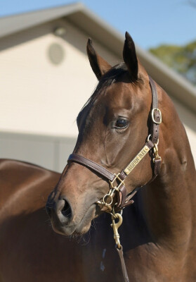 Lot 591: I Am Immortal / Double Delight