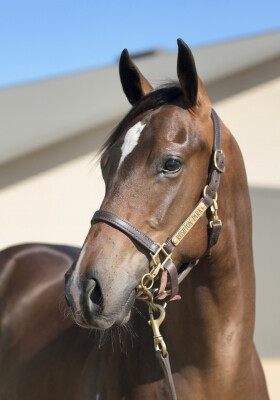 Lot 637: Doubtland / Jolie Joy