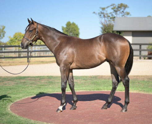 Lot 637: Doubtland / Jolie Joy