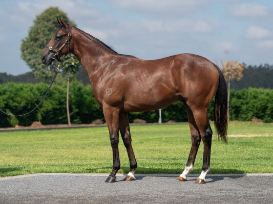 Lot 15: Alabama Express / Divided Sky (IRE)