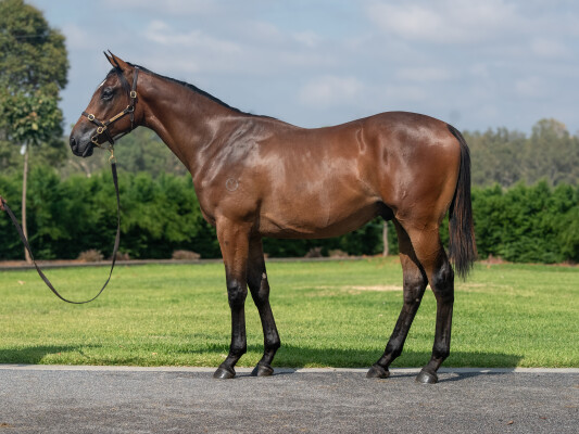 Lot 43: Grunt (NZ) / Evening Slippers