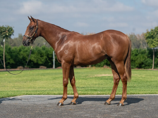 Lot 44: Tagaloa / Excellent Sunset (IRE)