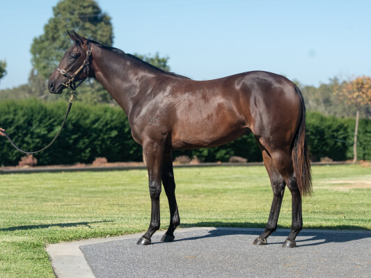 Lot 49: Dundeel (NZ) / Fashion Icon
