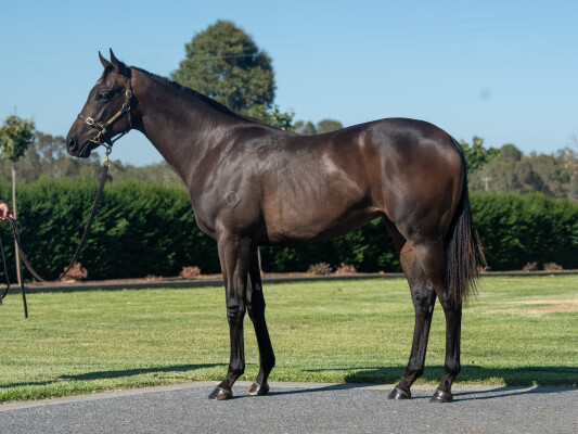 Lot 64: Alabama Express / Forever You (IRE)