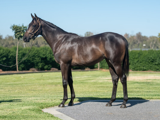 Lot 78: Written Tycoon / Gentle Strokes