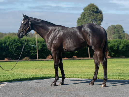 Lot 93: Pierata / Haybah