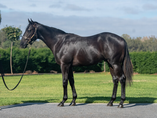 Lot 124: Savabeel / Infitaah (NZ)