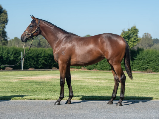 Lot 129: Grunt (NZ) / Is This Love