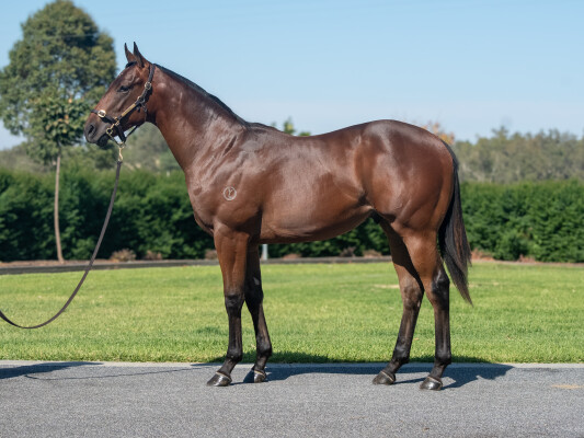 Lot 144: Pierata / Karuta Queen