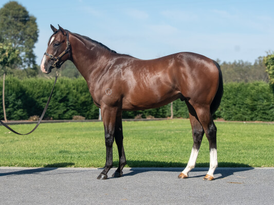 Lot 167: Alabama Express / Lillis