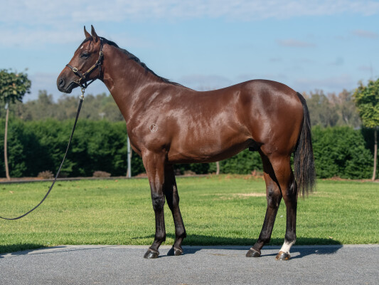 Lot 168: Alabama Express / Limerick Flame