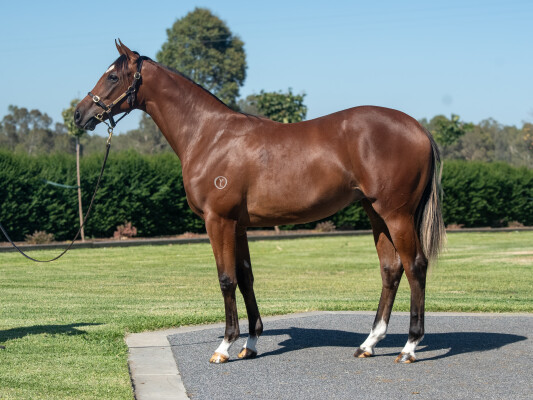 Lot 188: Alabama Express / Married in a Fever (IRE)