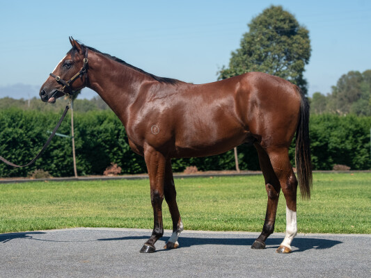 Lot 190: Diatonic (JPN) / Mawahib (IRE)