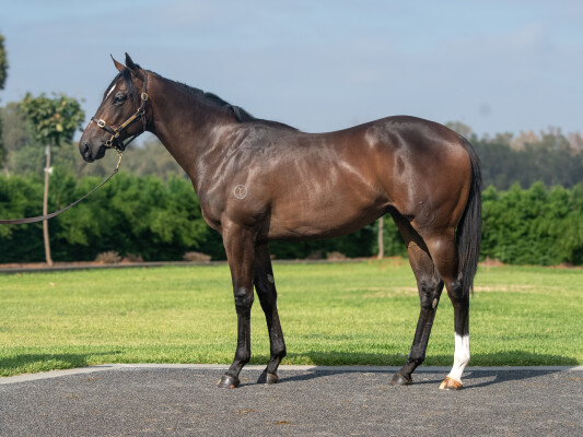 Lot 197: Grunt (NZ) / Mills