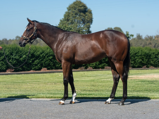 Lot 205: Written Tycoon / Miss Nadja