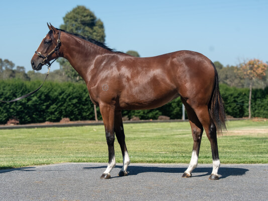 Lot 215: Alabama Express / Munees Gemini (IRE)