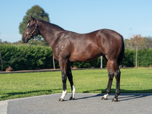 Lot 253: Alabama Express / Passagio (USA)
