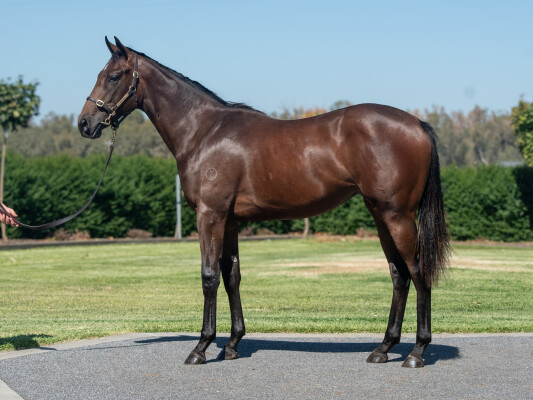 Lot 286: Tagaloa / Radiance