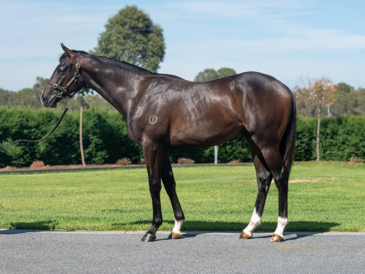 Lot 293: Grunt (NZ) / Red Lily
