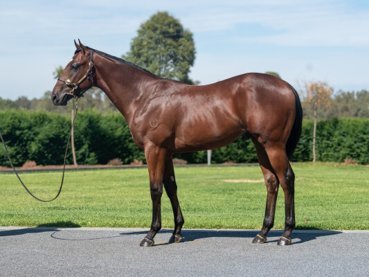 Lot 333: Pierata / Shnitty