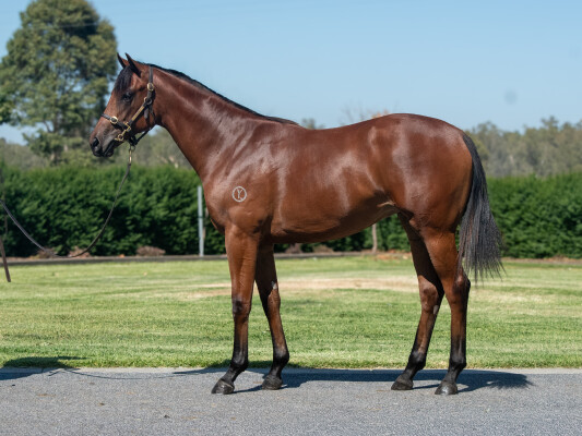 Lot 346: Kingman (GB) / Siyouni Crystal (GB)