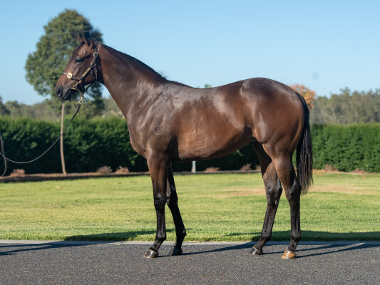 Lot 371: Alabama Express / Storytime (NZ)