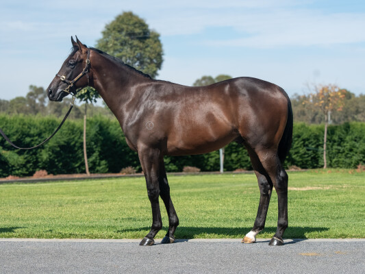 Lot 377: Diatonic (JPN) / Sukoon